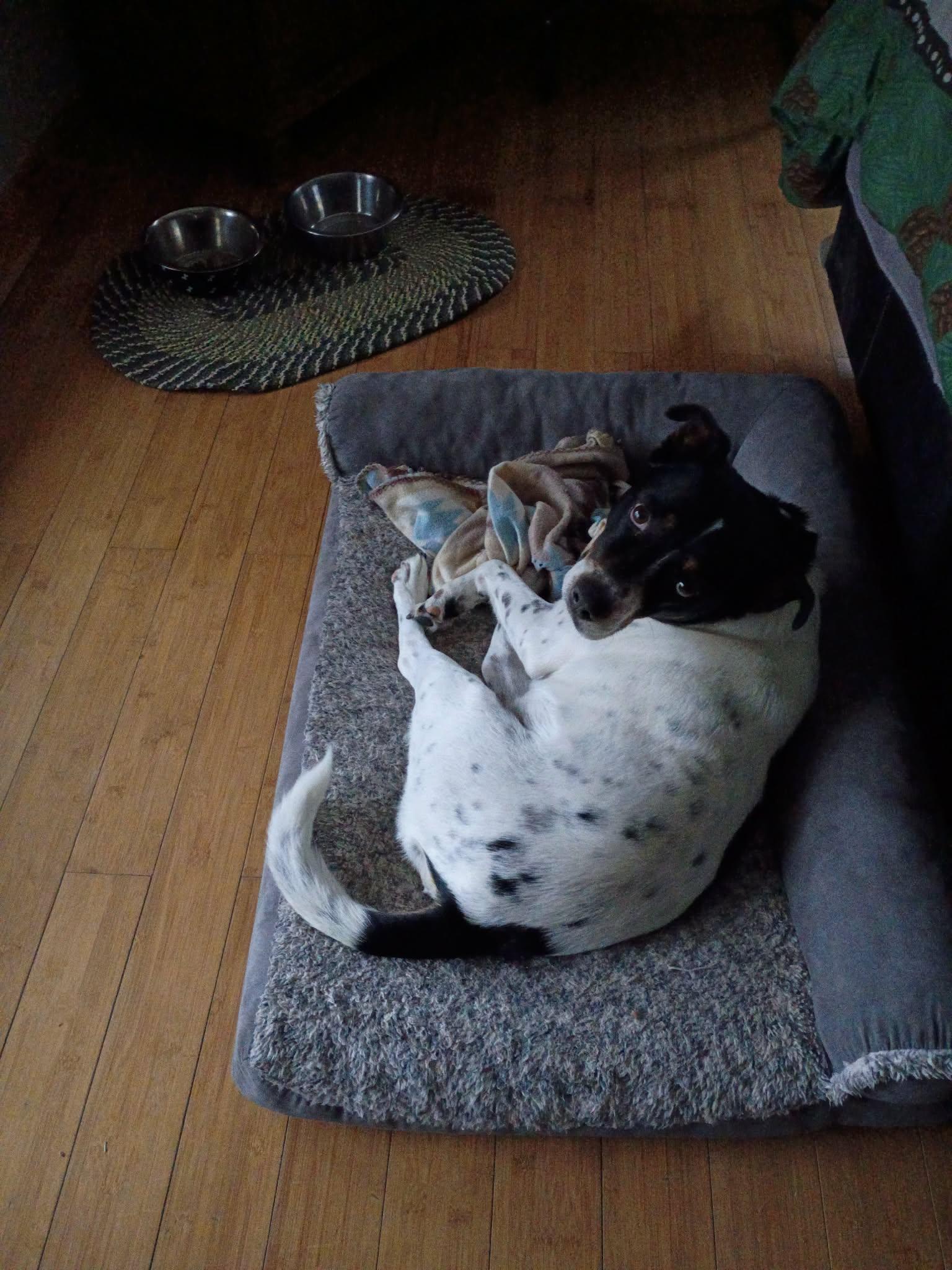 Enlarge Rascal, a ADOPTABLE mixed breed in North Berwick, ME image 3/5