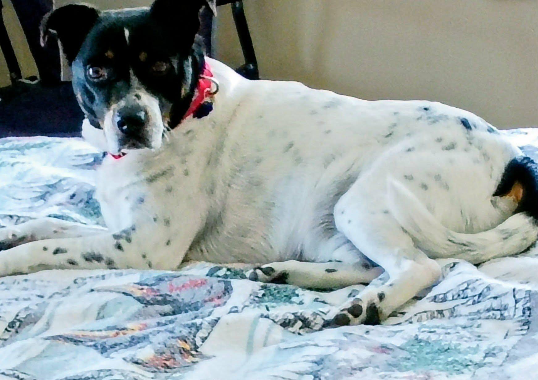 Enlarge Rascal, a ADOPTABLE mixed breed in North Berwick, ME image 5/5