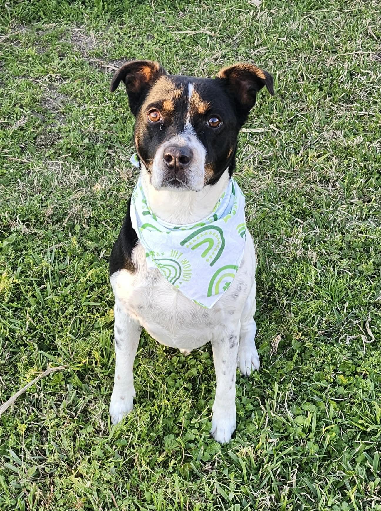Enlarge Rascal, a ADOPTABLE mixed breed in North Berwick, ME image 2/3