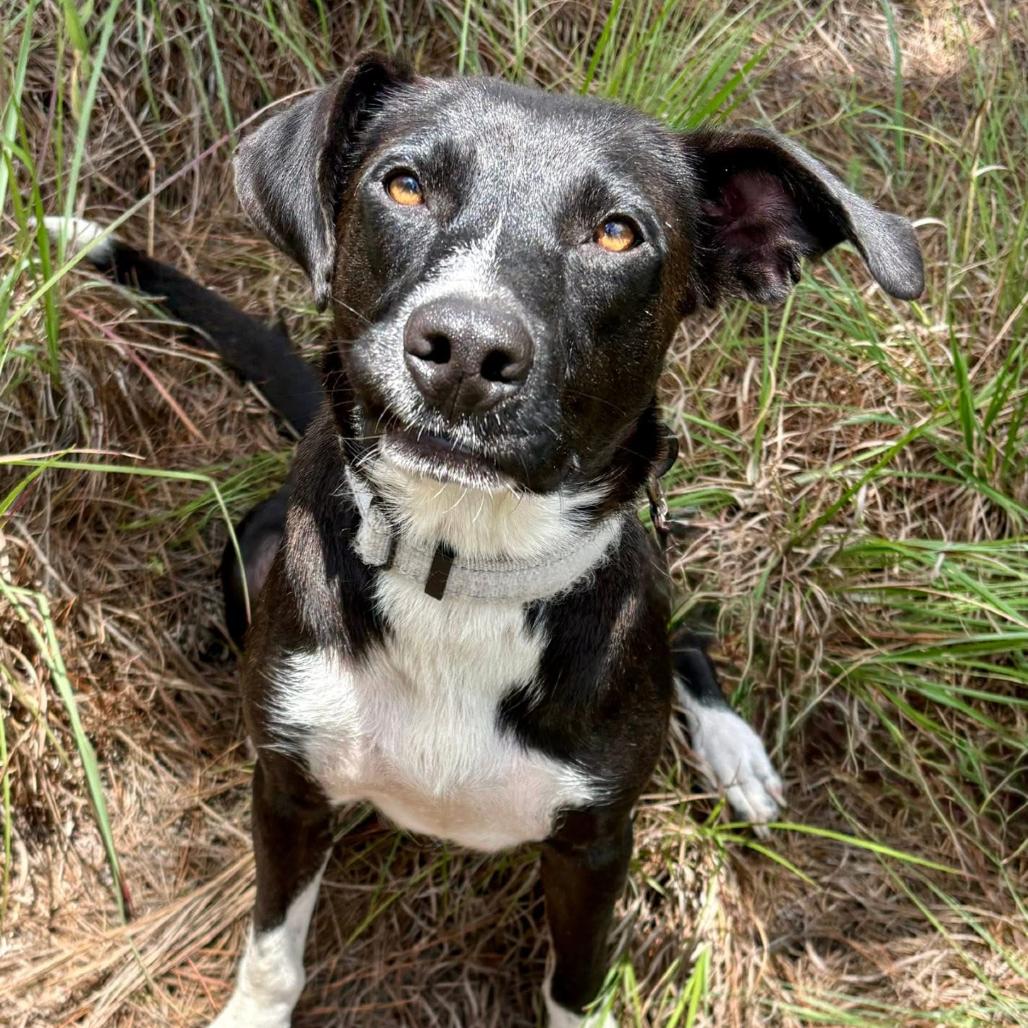 Venus, Adoptable, Adult Female Labrador Retriever & Mixed Breed.