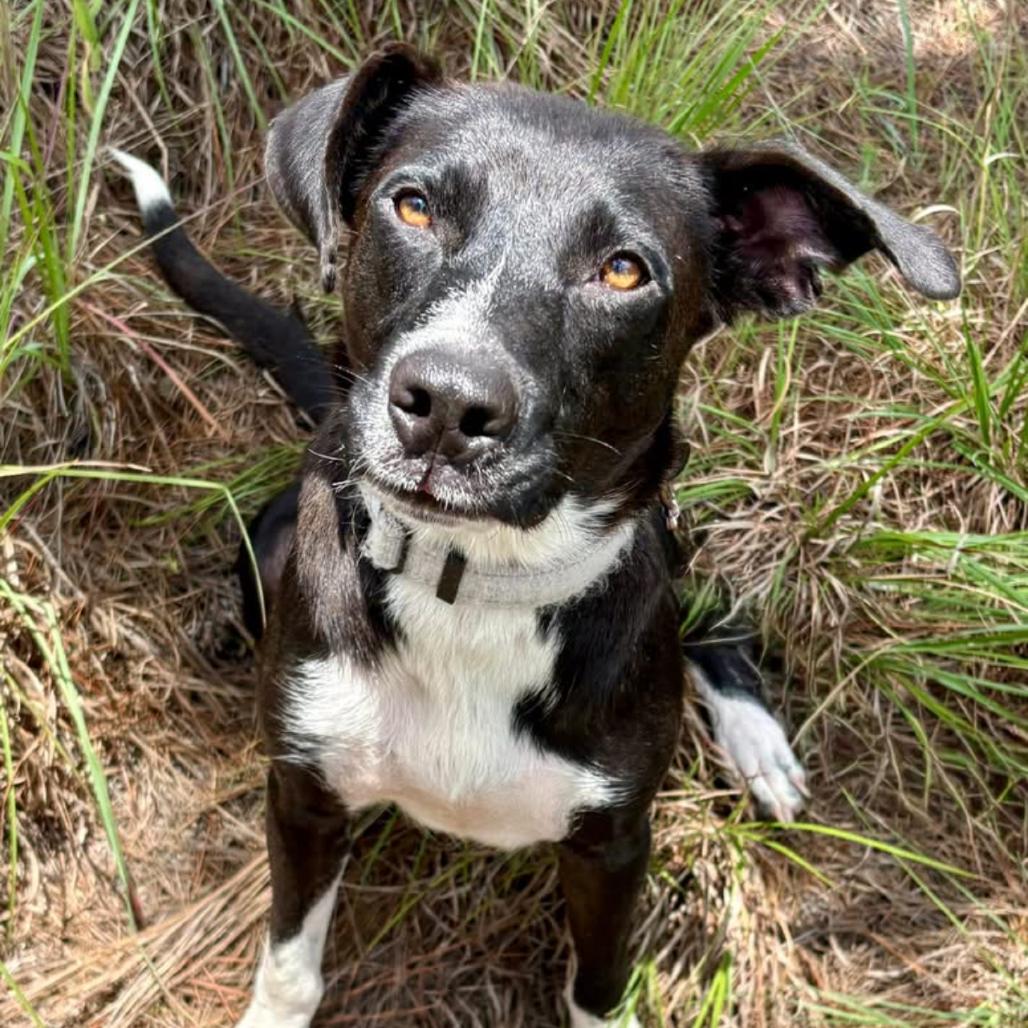 Enlarge Venus, a Adoptable mixed breed in Marshall, TX image 2/6