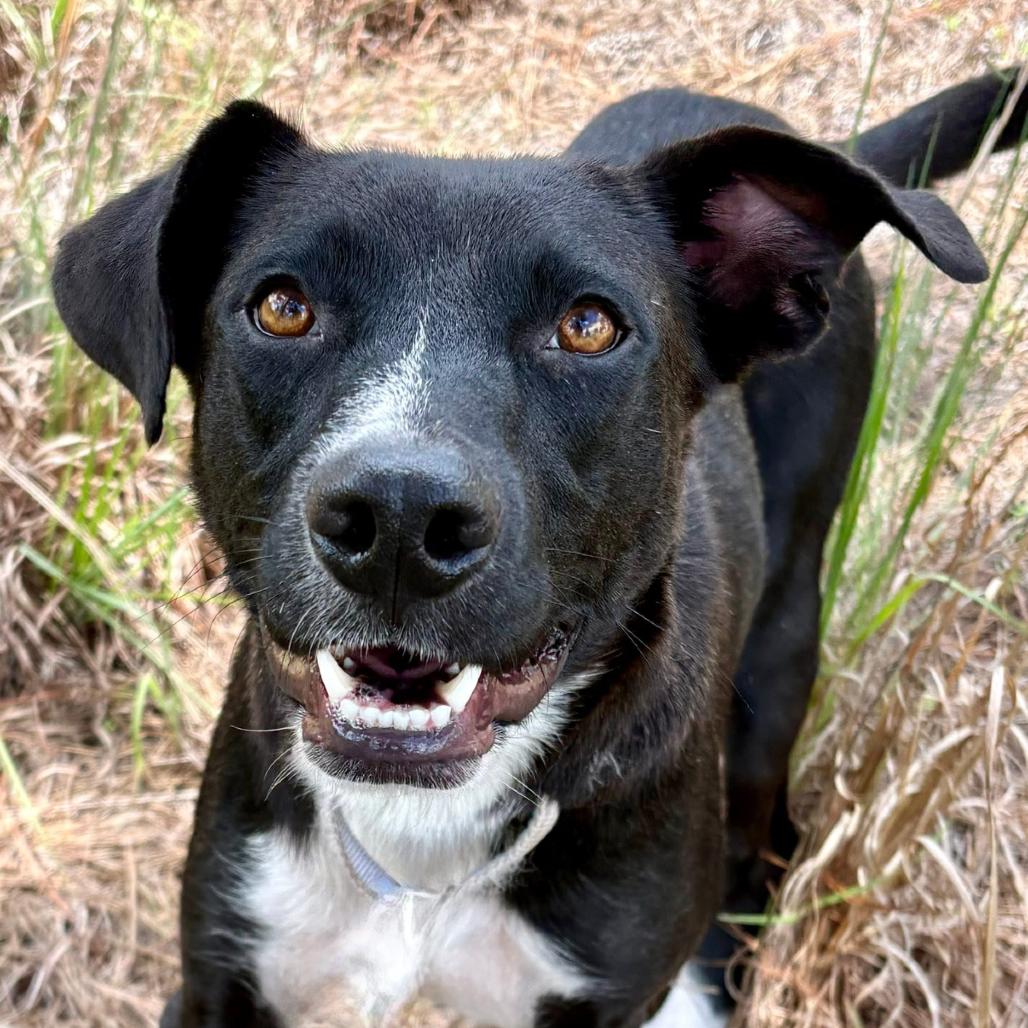 Enlarge Venus, a Adoptable mixed breed in Marshall, TX image 3/6