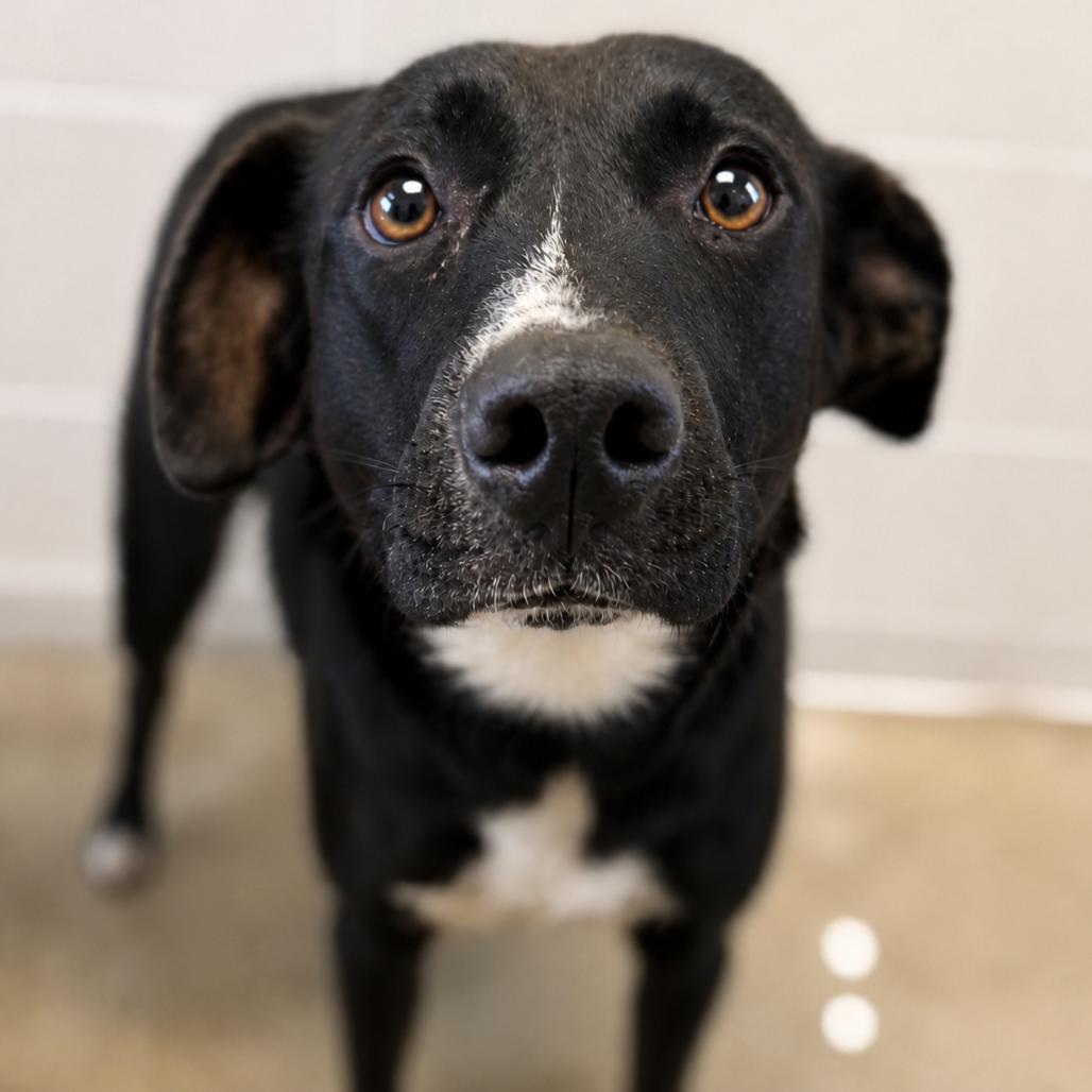 Enlarge Venus, a Adoptable mixed breed in Marshall, TX image 4/6