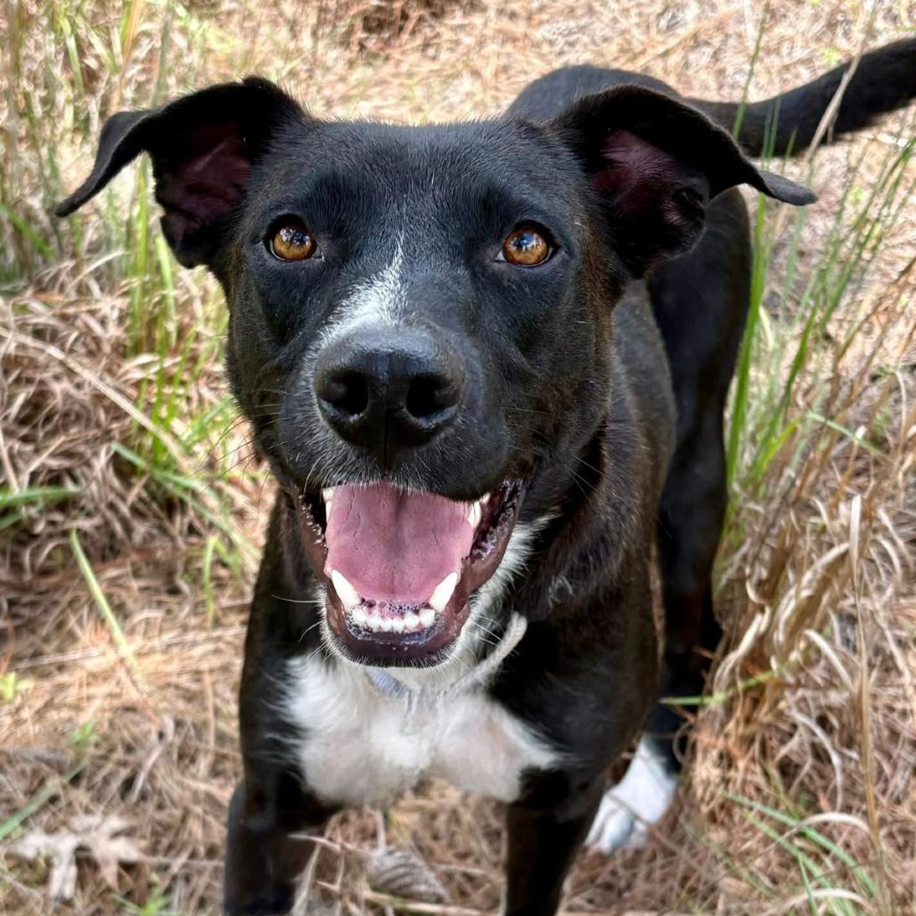 Enlarge Venus, a Adoptable mixed breed in Marshall, TX image 5/6