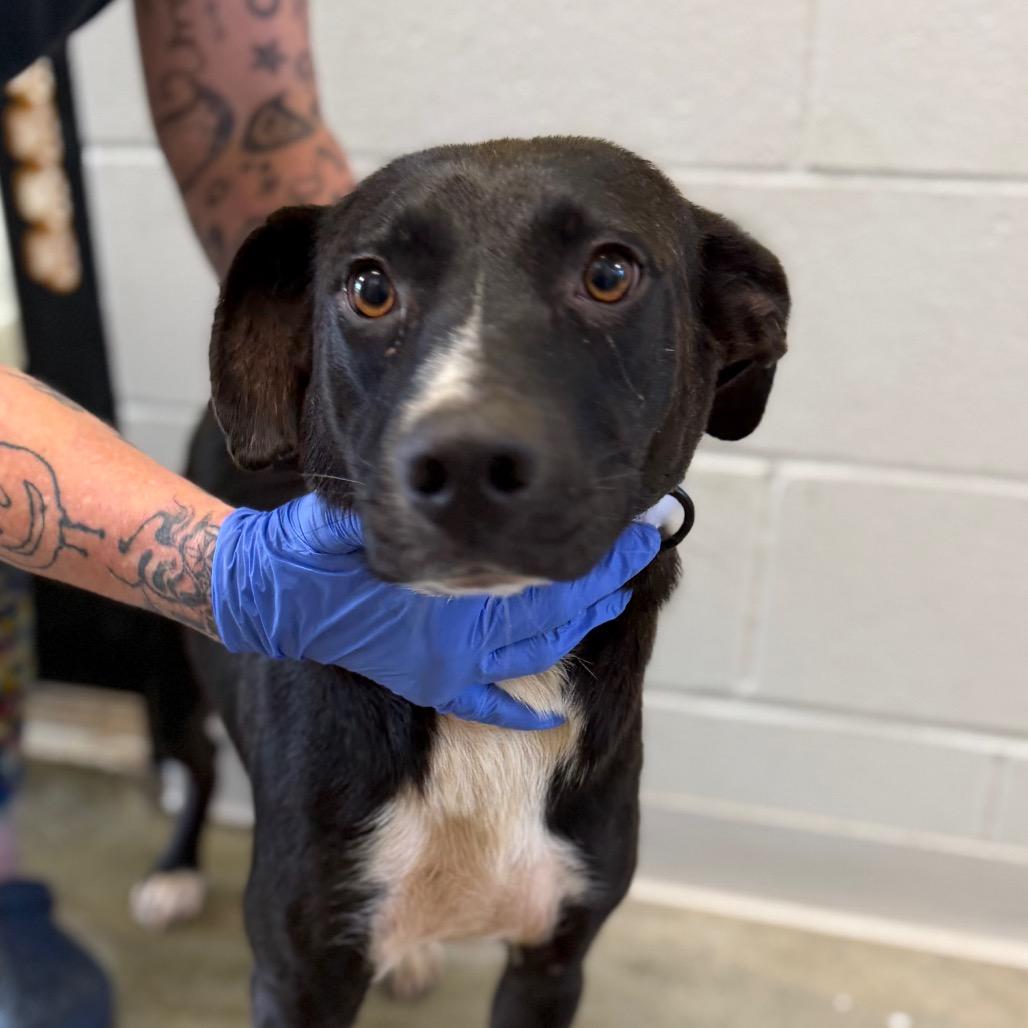 Enlarge Venus, a Adoptable mixed breed in Marshall, TX image 6/6