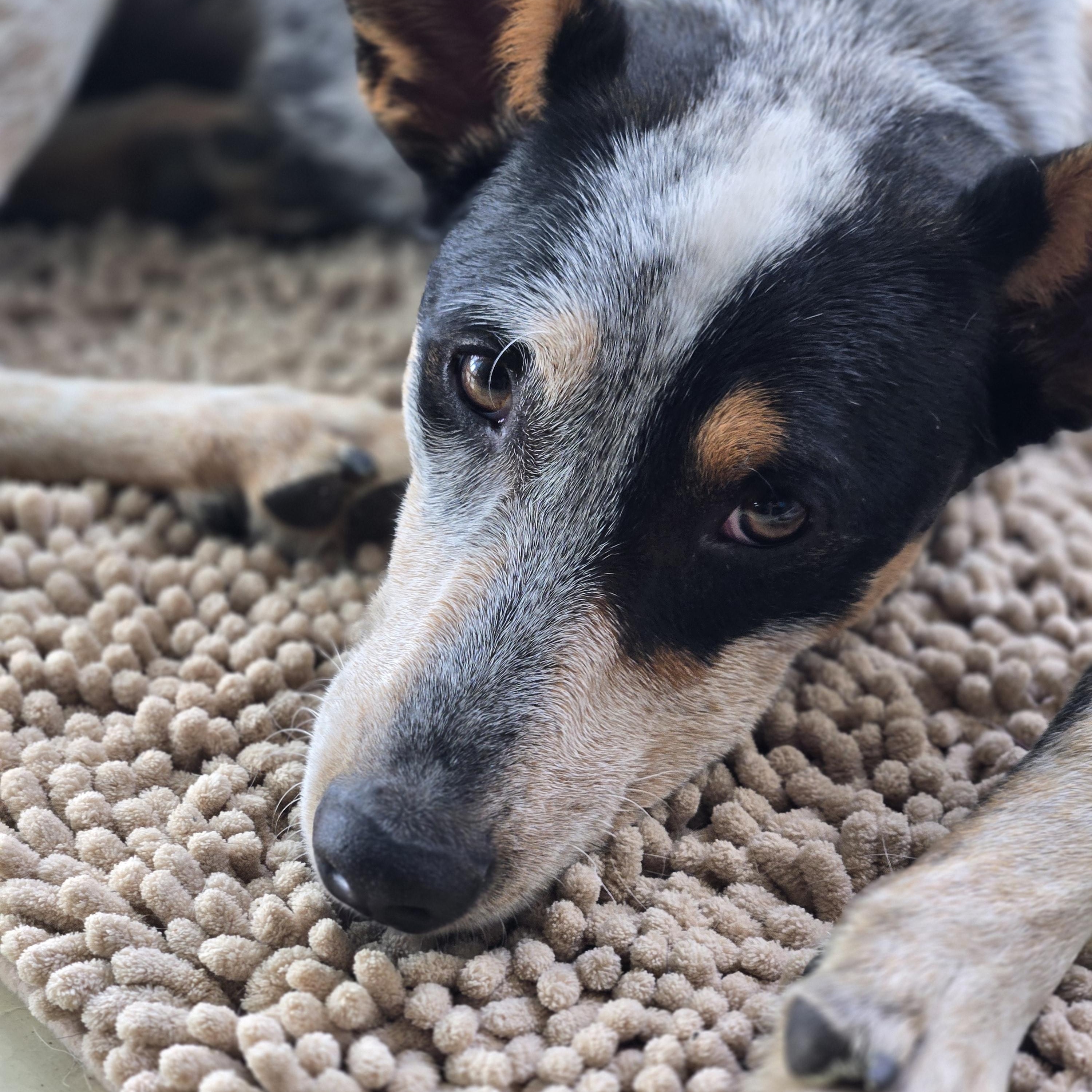 Enlarge Zach, a Adopted Australian Cattle Dog / Blue Heeler in Laurel, MT image 2/2