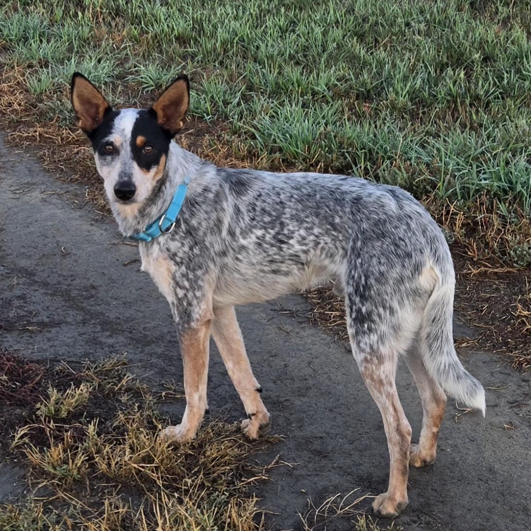 Enlarge Zach, a Adopted Australian Cattle Dog / Blue Heeler in Laurel, MT image 1/2