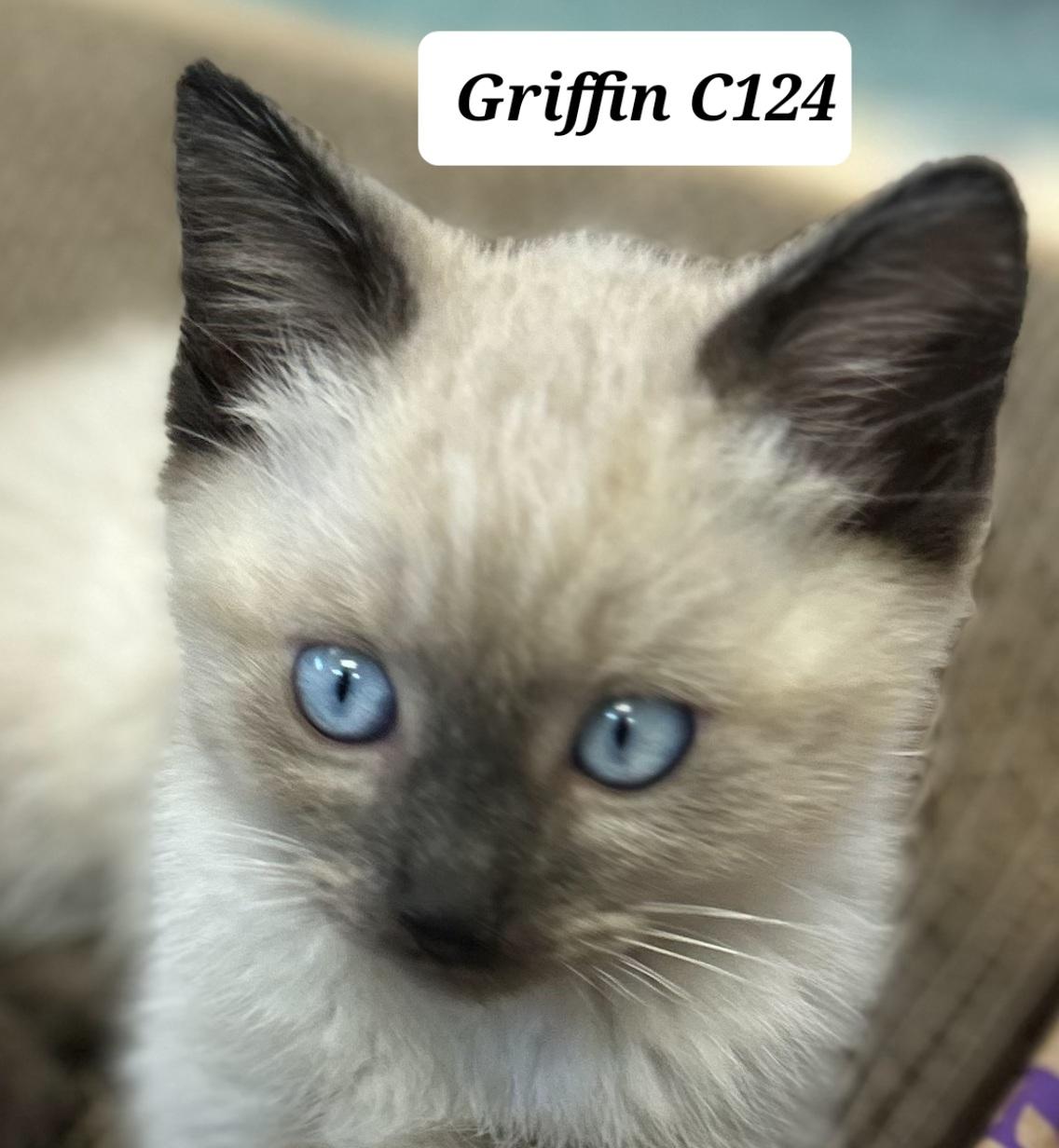 Griffin C124, Adoptable, Young Male Siamese.