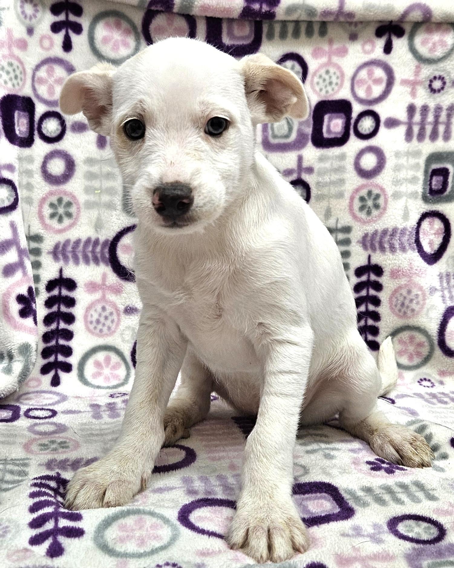 Enlarge Evita, a Adoptable mixed breed in Los Angeles, CA image 1/2