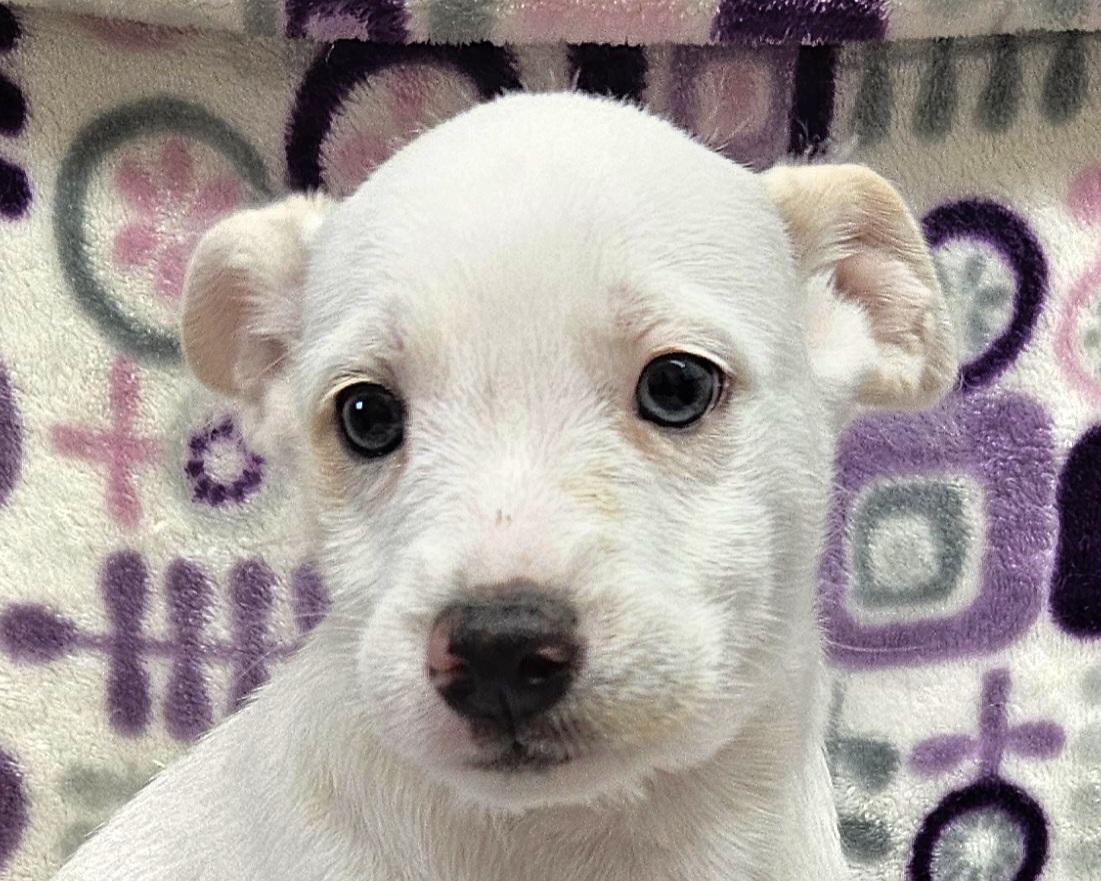 Enlarge Evita, a Adoptable mixed breed in Los Angeles, CA image 2/2