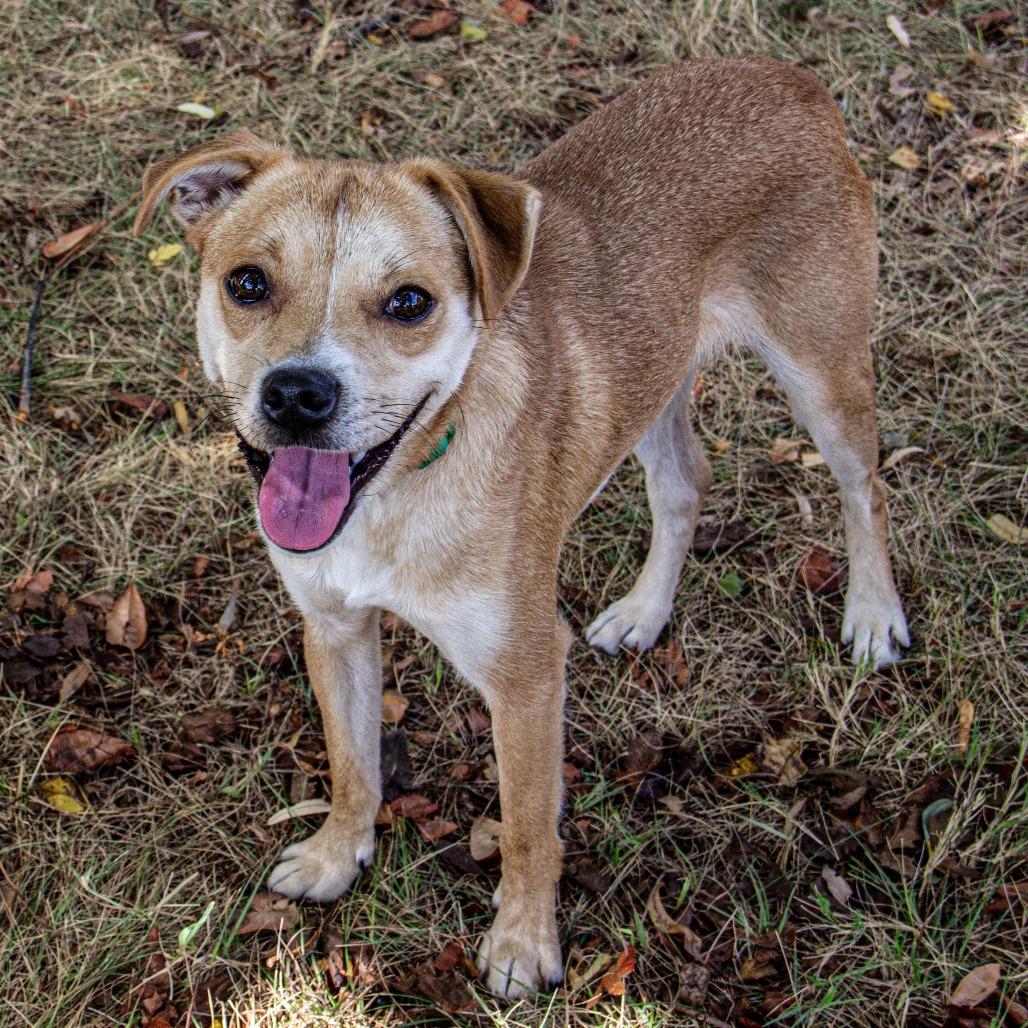 Simba, Adoptable, Young Male Beagle & Chihuahua.