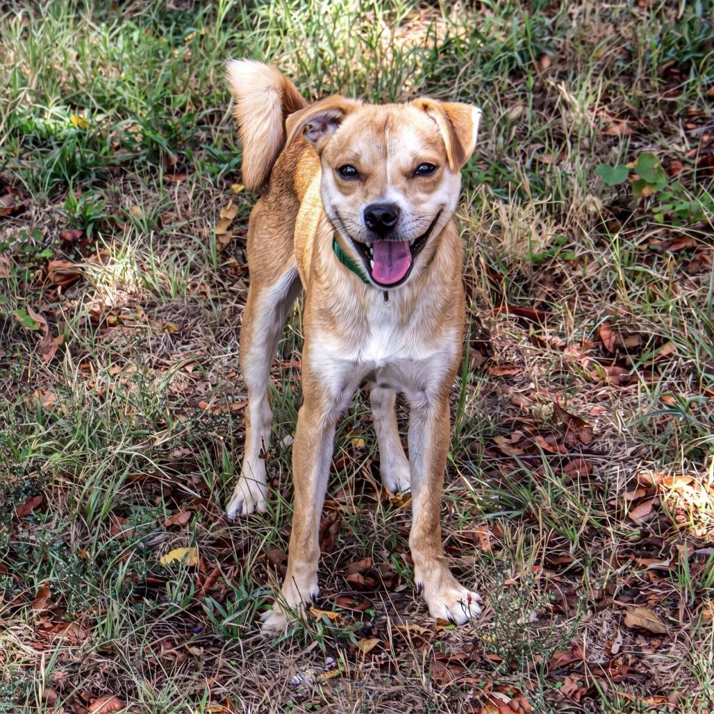 Enlarge Simba, a Adoptable mixed breed in Wichita, KS image 2/6