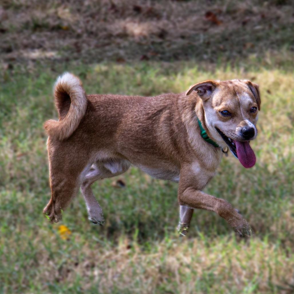 Enlarge Simba, a Adoptable mixed breed in Wichita, KS image 3/6