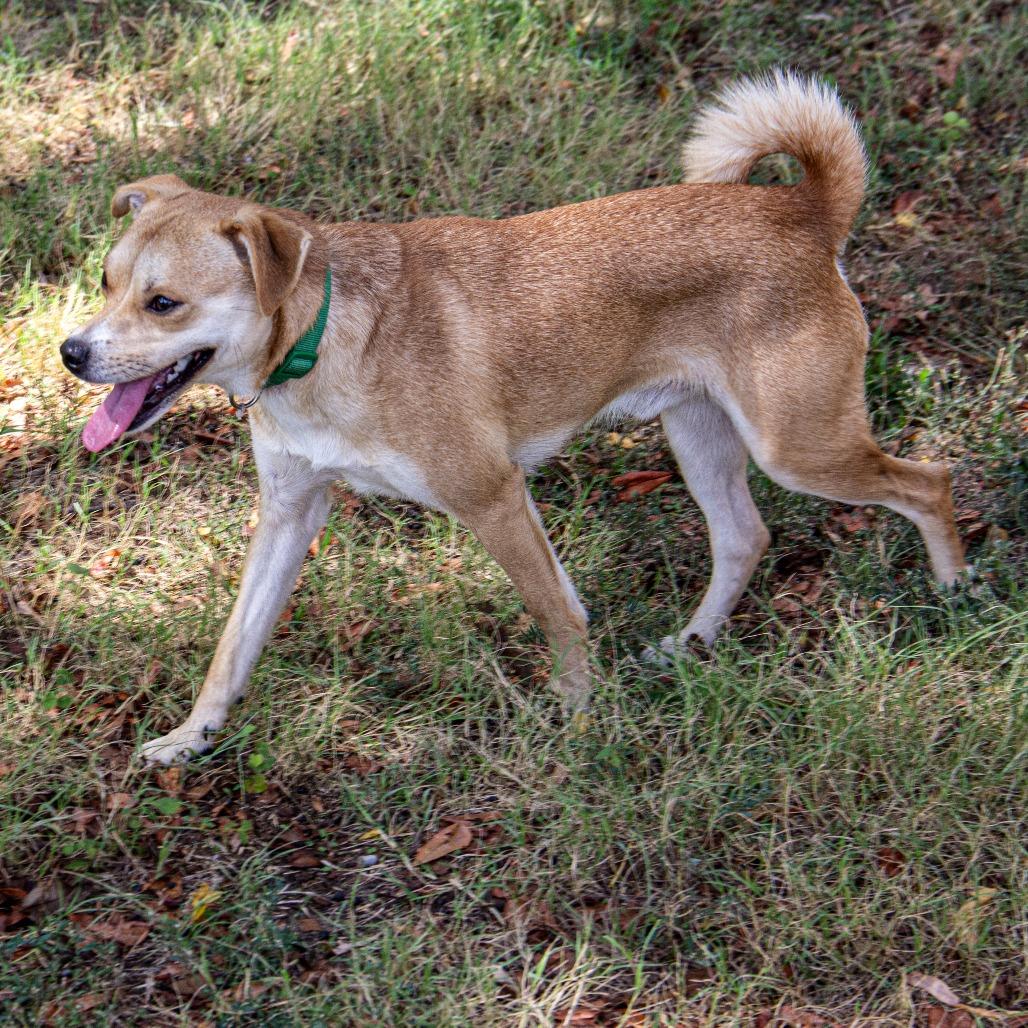 Enlarge Simba, a Adoptable mixed breed in Wichita, KS image 4/6