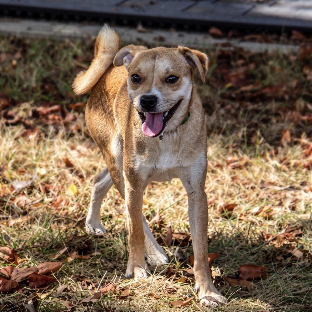 Enlarge Simba, a Adoptable mixed breed in Wichita, KS image 5/6