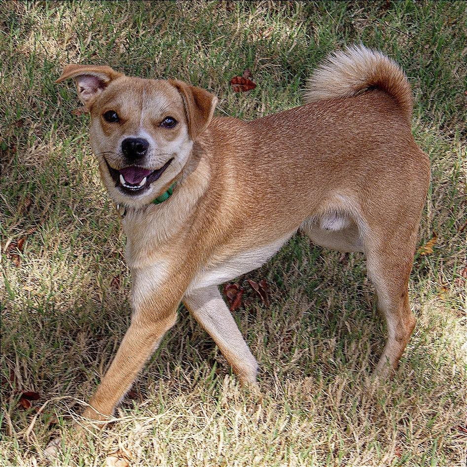 Enlarge Simba, a Adoptable mixed breed in Wichita, KS image 6/6
