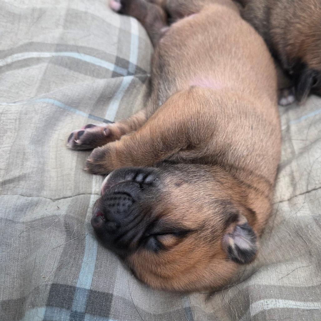 Forest, Adoptable, Puppy Male Newfoundland Dog & Mixed Breed.