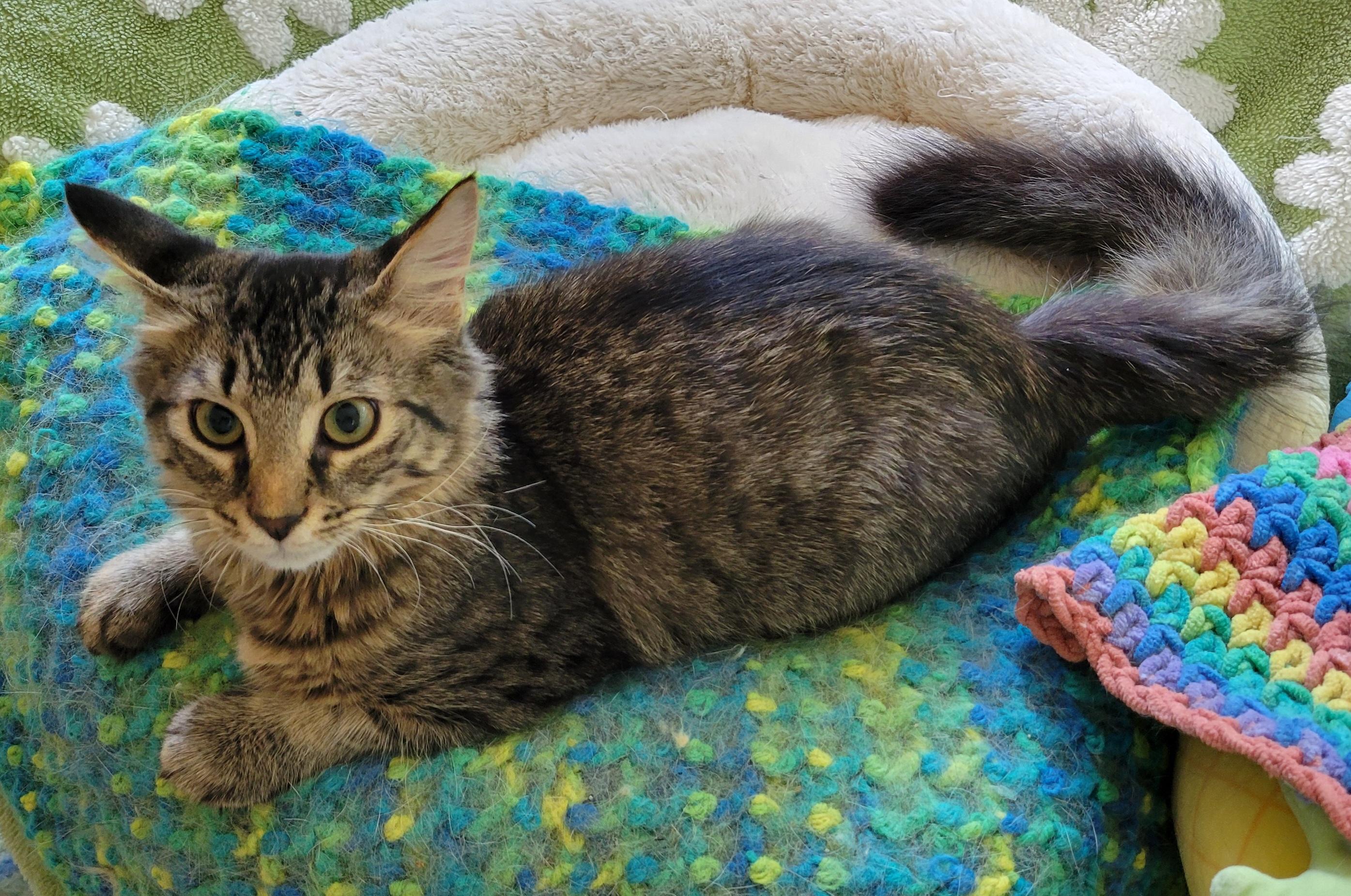 Enlarge Gnocchi, a Adoptable Domestic Long Hair in Knoxville, TN image 2/3