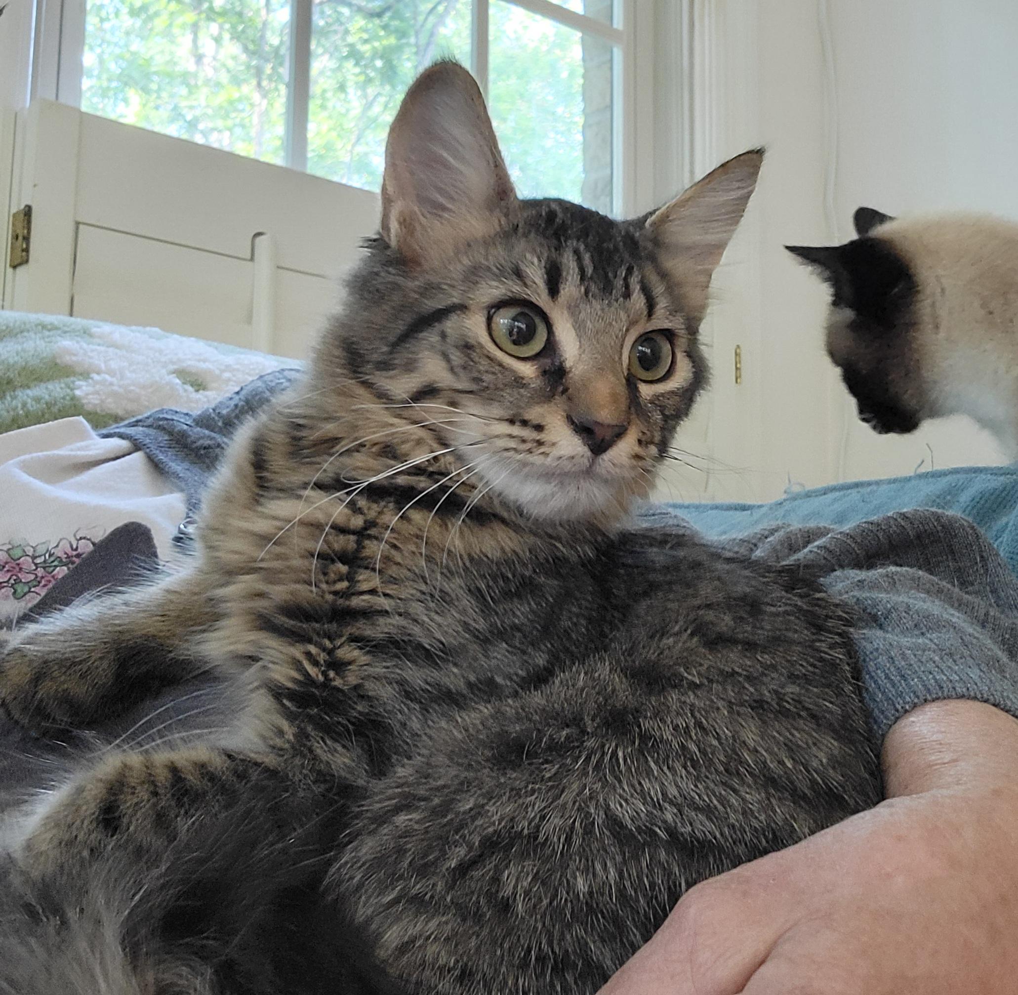 Enlarge Gnocchi, a Adoptable Domestic Long Hair in Knoxville, TN image 3/3