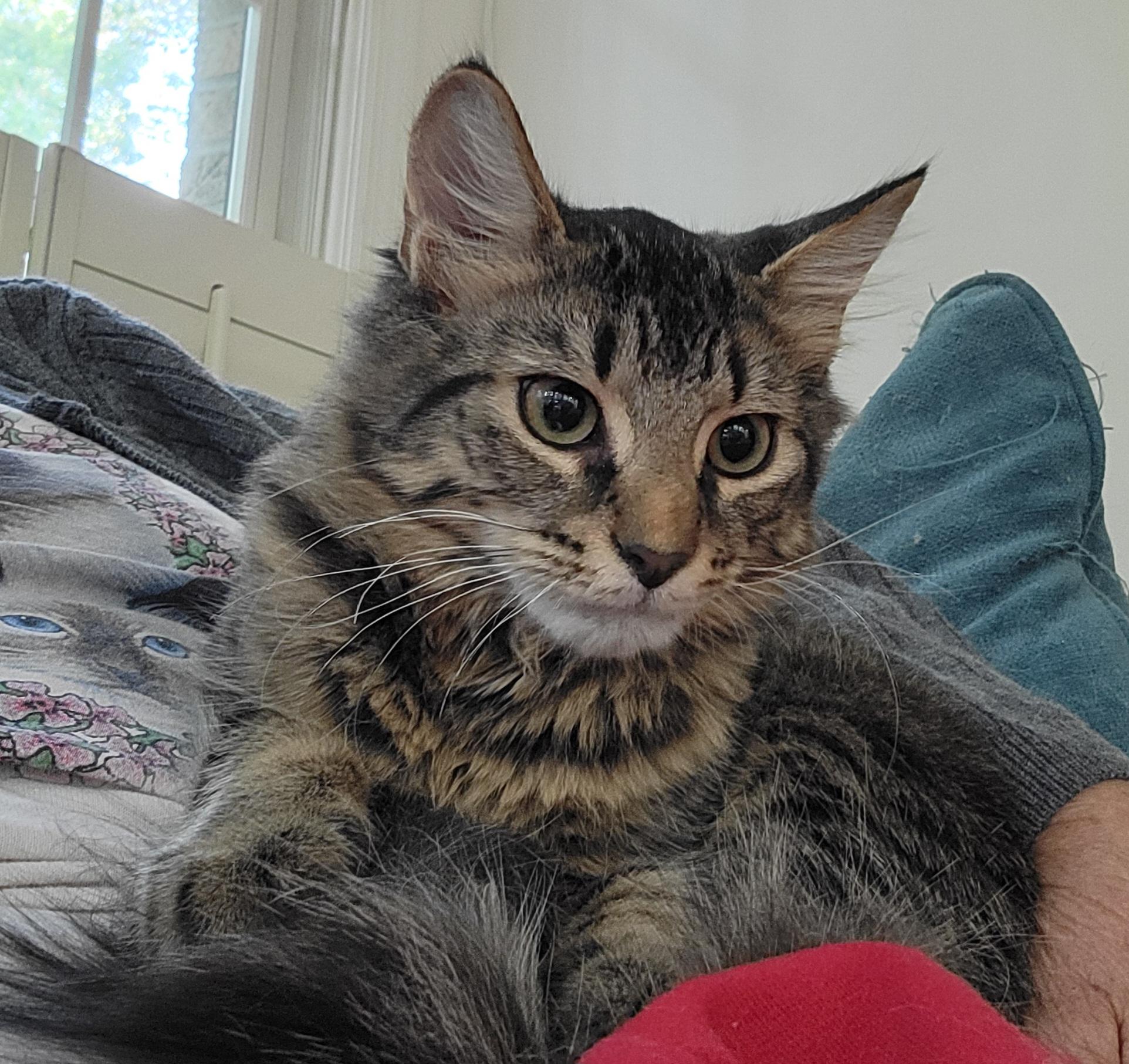 Gnocchi, Adoptable, Young Male Domestic Long Hair.