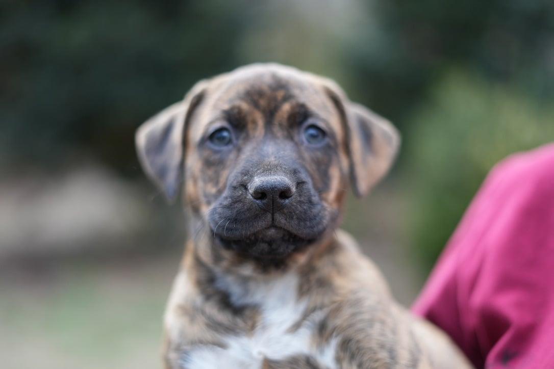 Maple, Adoptable, Puppy Female Weimaraner & Hound.