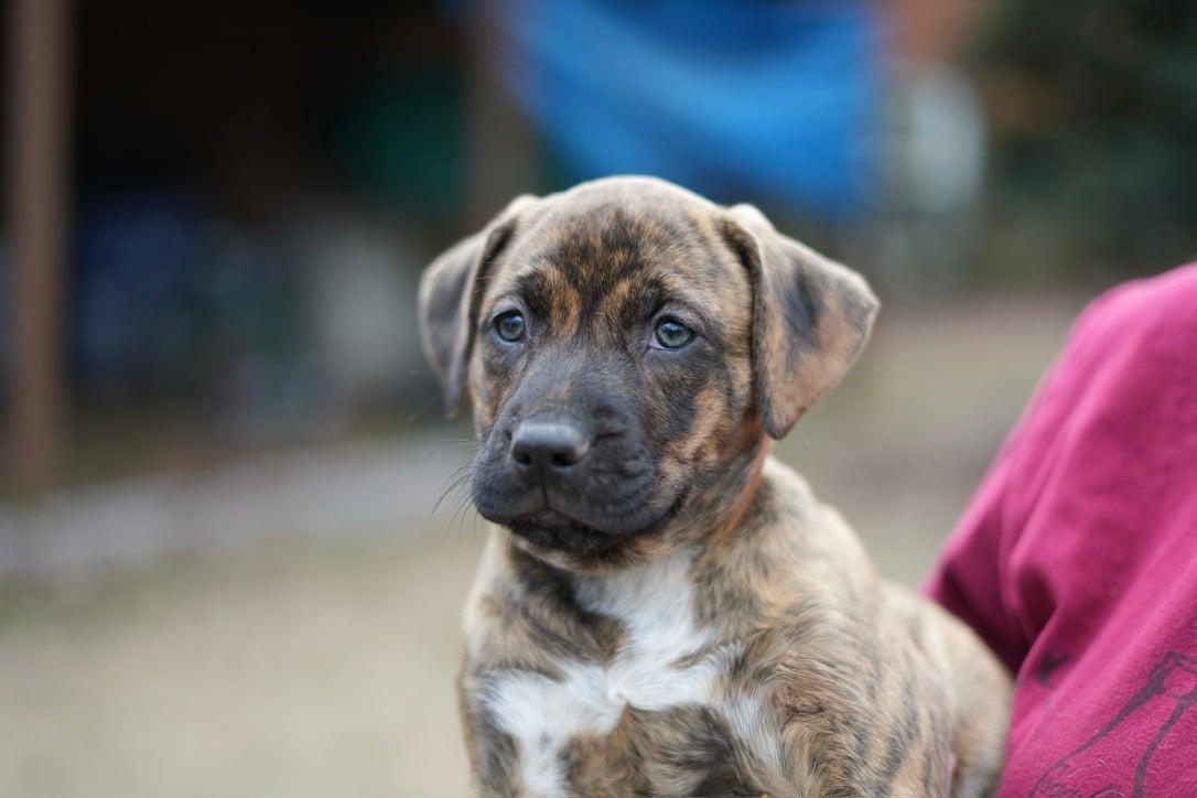 Enlarge Maple, a Adoptable mixed breed in Brattleboro , VT image 3/6