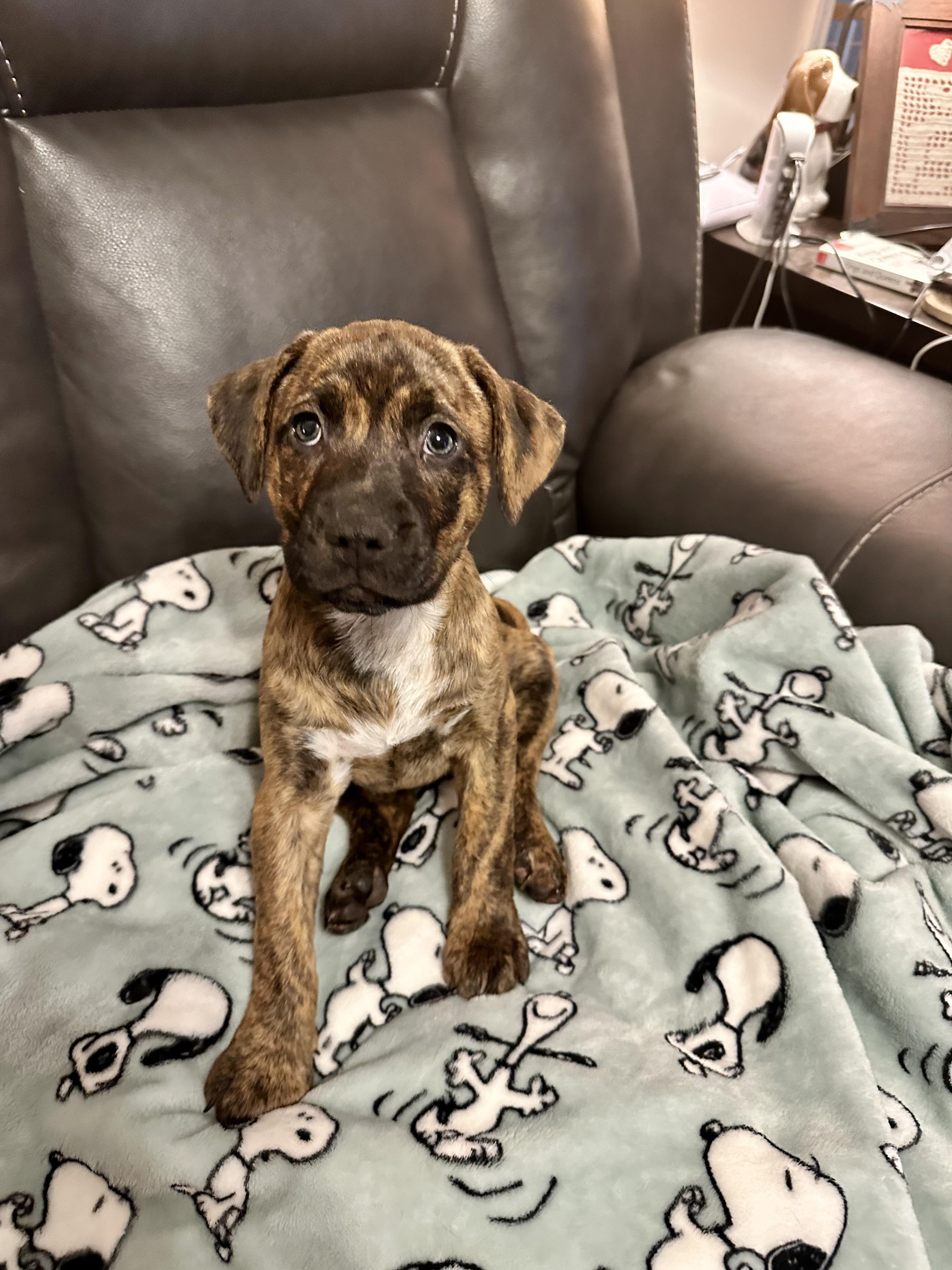 Enlarge Maple, a Adoptable mixed breed in Brattleboro , VT image 2/6