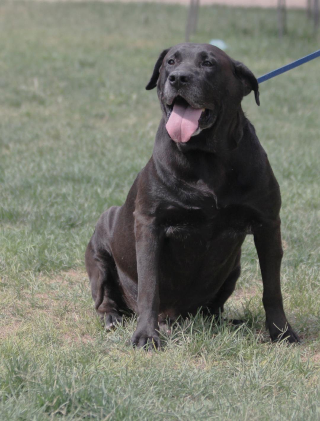 Enlarge Senior Taco, a Adoptable Black Labrador Retriever in Pearce, AZ image 2/6