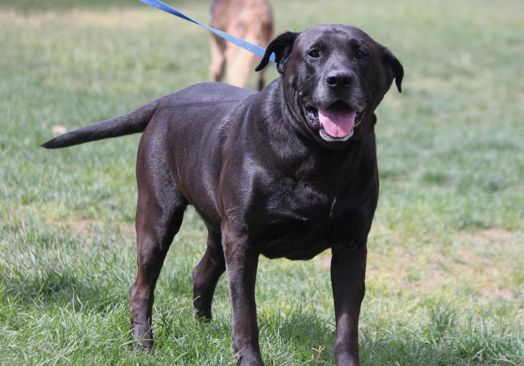 Enlarge Senior Taco, a Adoptable Black Labrador Retriever in Pearce, AZ image 3/6