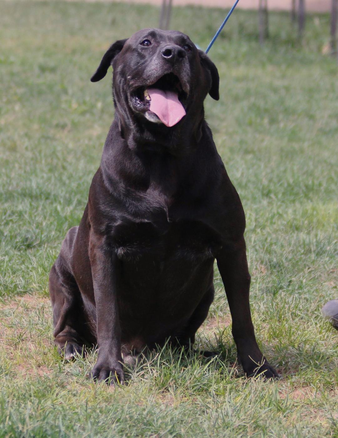 Enlarge Senior Taco, a Adoptable Black Labrador Retriever in Pearce, AZ image 4/6