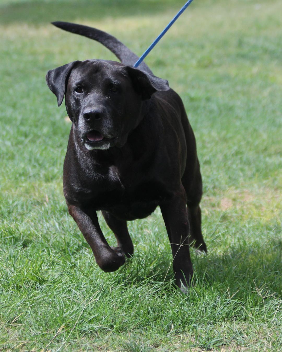 Senior Taco, Adoptable, Adult Male Black Labrador Retriever.