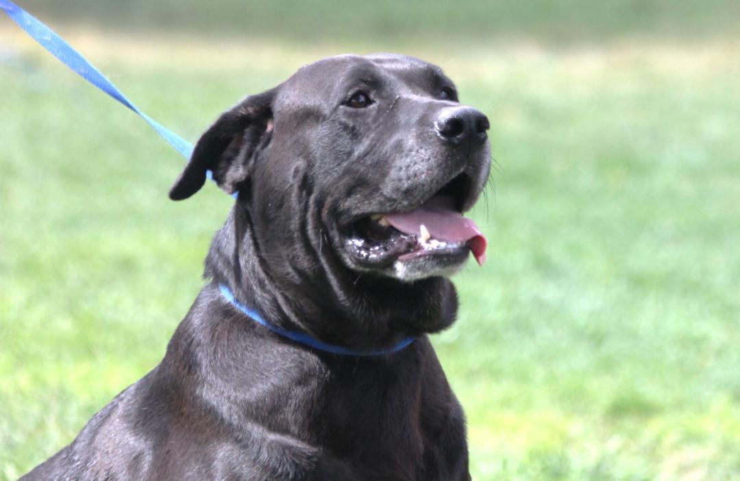 Enlarge Senior Taco, a Adoptable Black Labrador Retriever in Pearce, AZ image 6/6