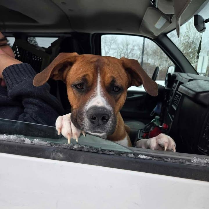 Rusty (20260210-04) — thumbnail 2