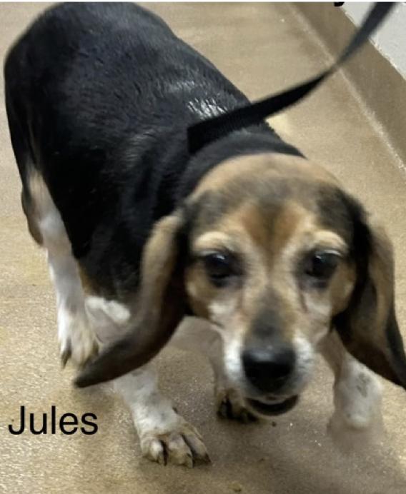 Jules, Adoptable, Senior Female Beagle.