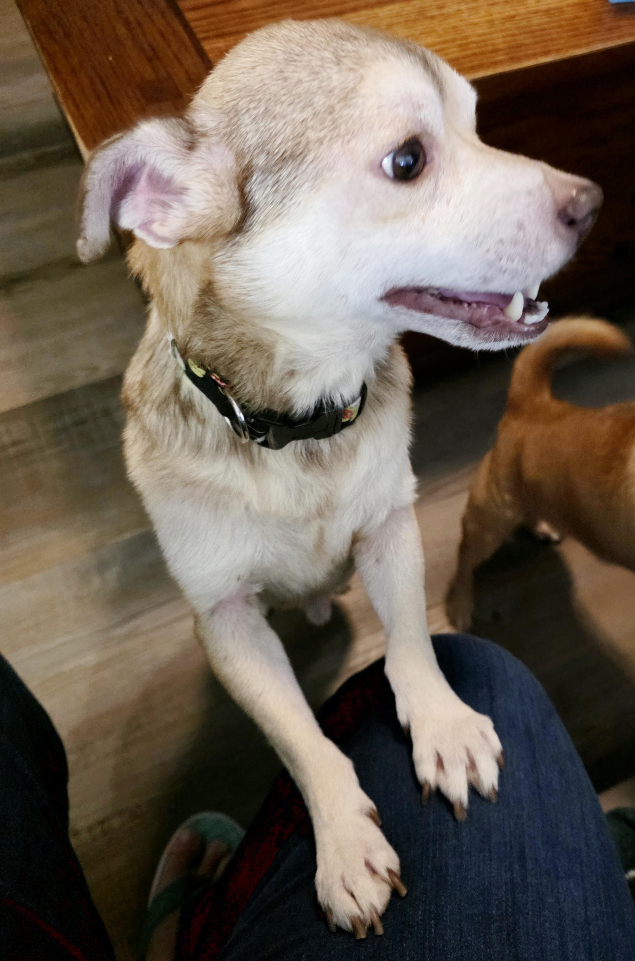 Enlarge Beignet, a Adoptable mixed breed in Richmond, KY image 1/5