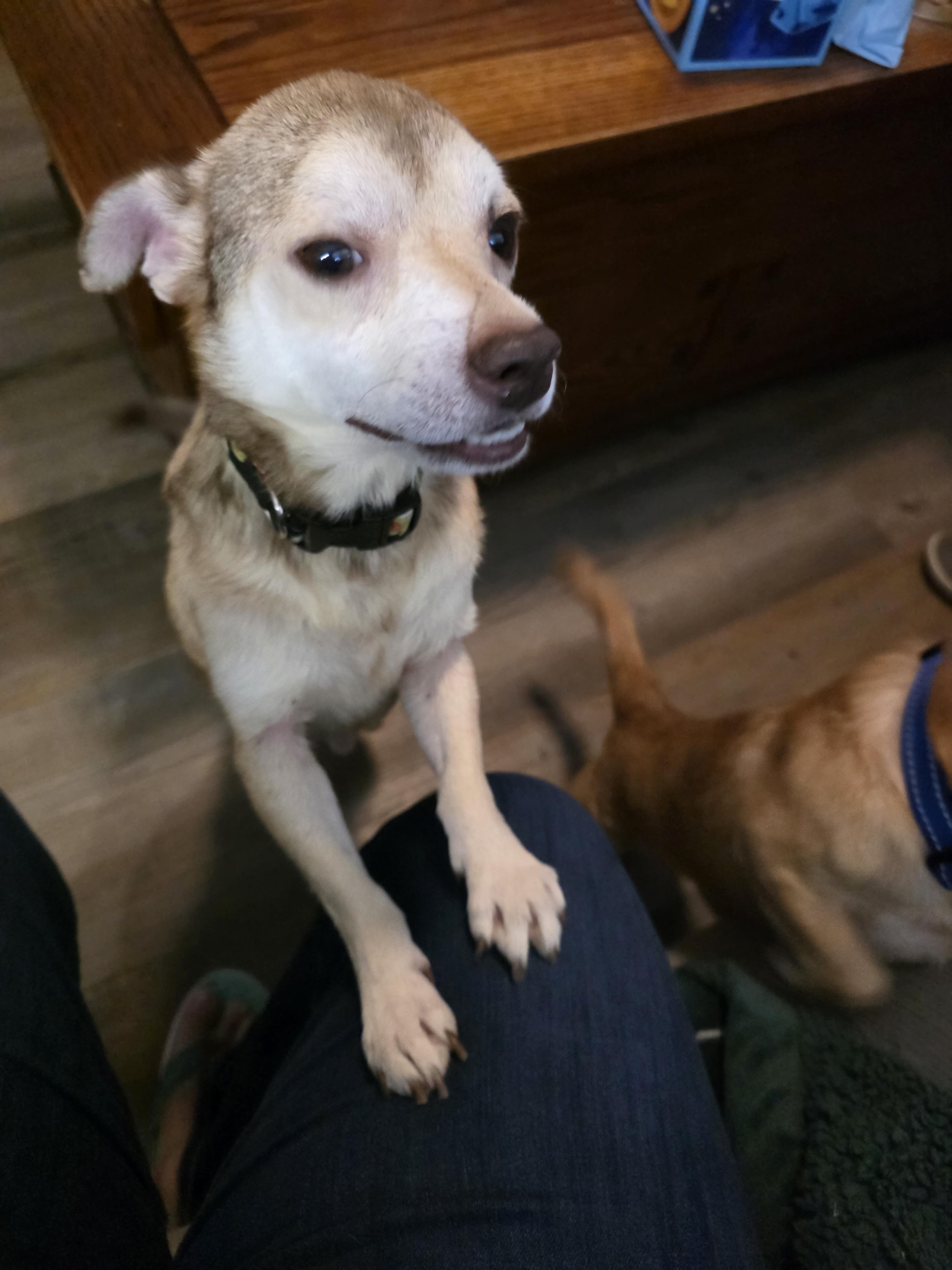 Enlarge Beignet, a Adoptable mixed breed in Richmond, KY image 2/5