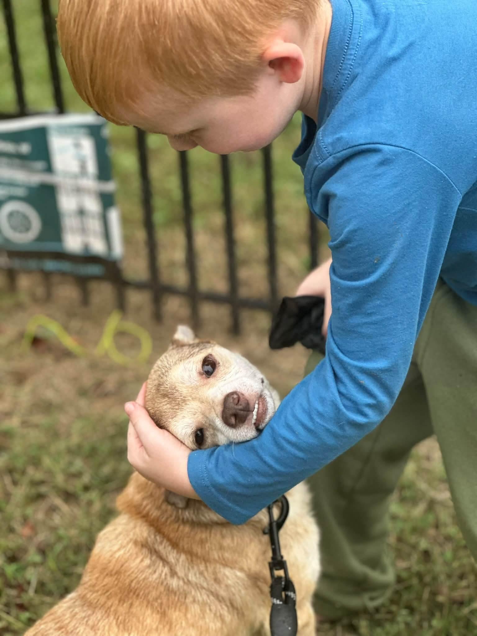 Enlarge Beignet, a Adoptable mixed breed in Richmond, KY image 4/5