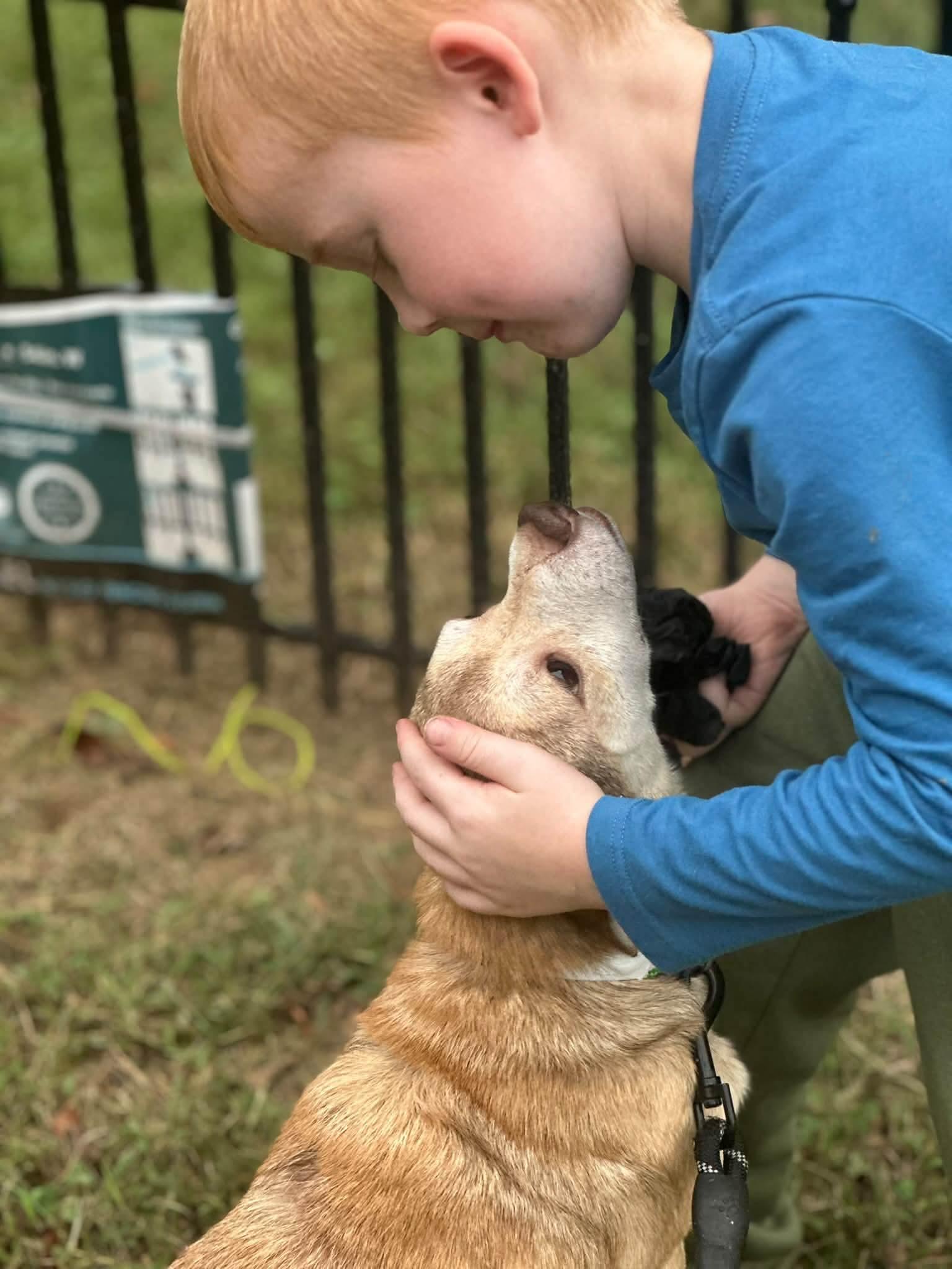 Enlarge Beignet, a Adoptable mixed breed in Richmond, KY image 5/5