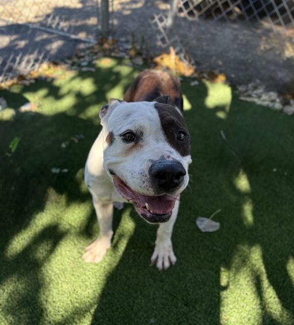 Enlarge KWANZAA, a Adoptable Pit Bull Terrier in Castaic, CA image 1/1