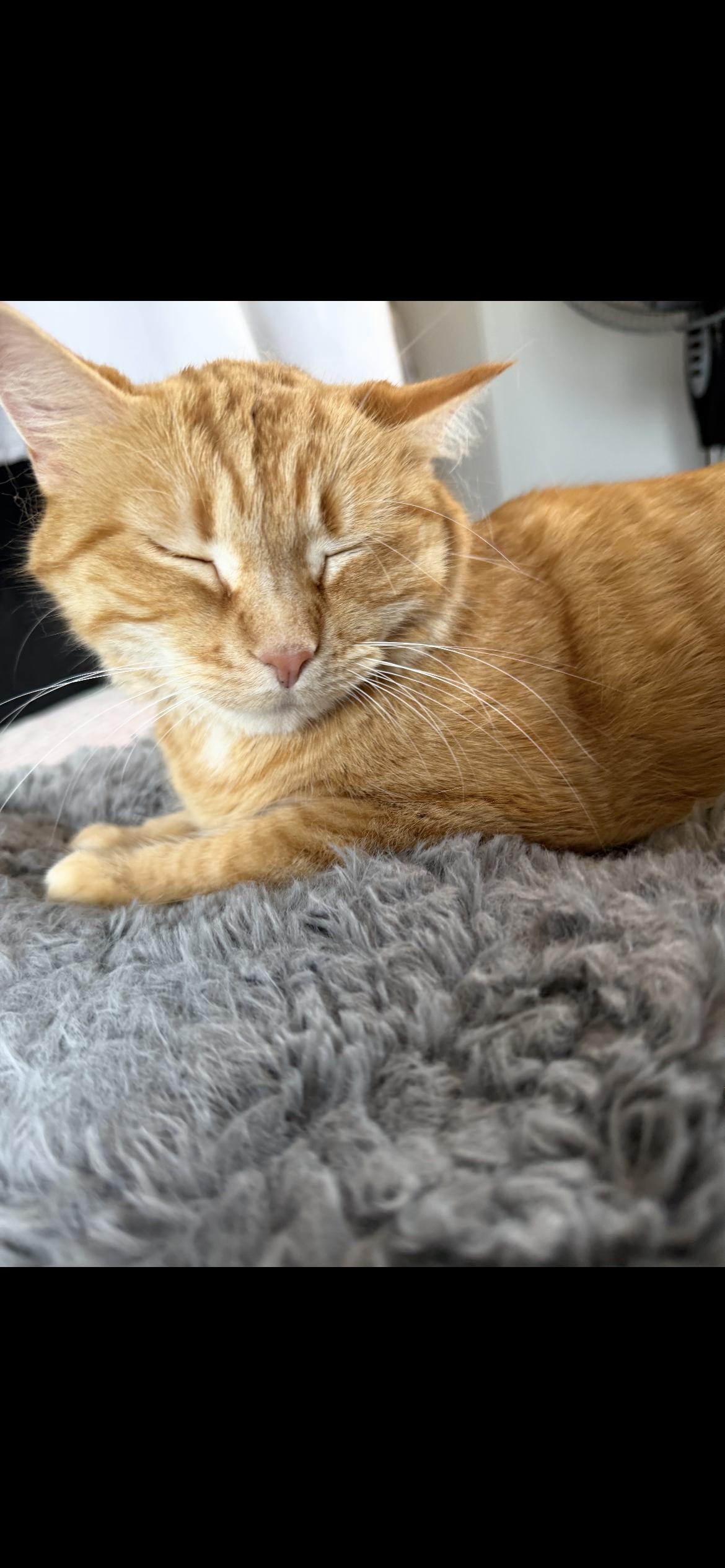 Enlarge Pumpkin, a Adoptable American Shorthair in Midland, MI image 4/6