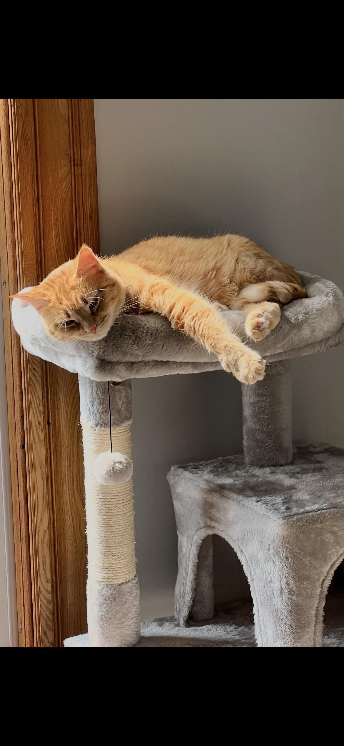 Enlarge Pumpkin, a Adoptable American Shorthair in Midland, MI image 6/6
