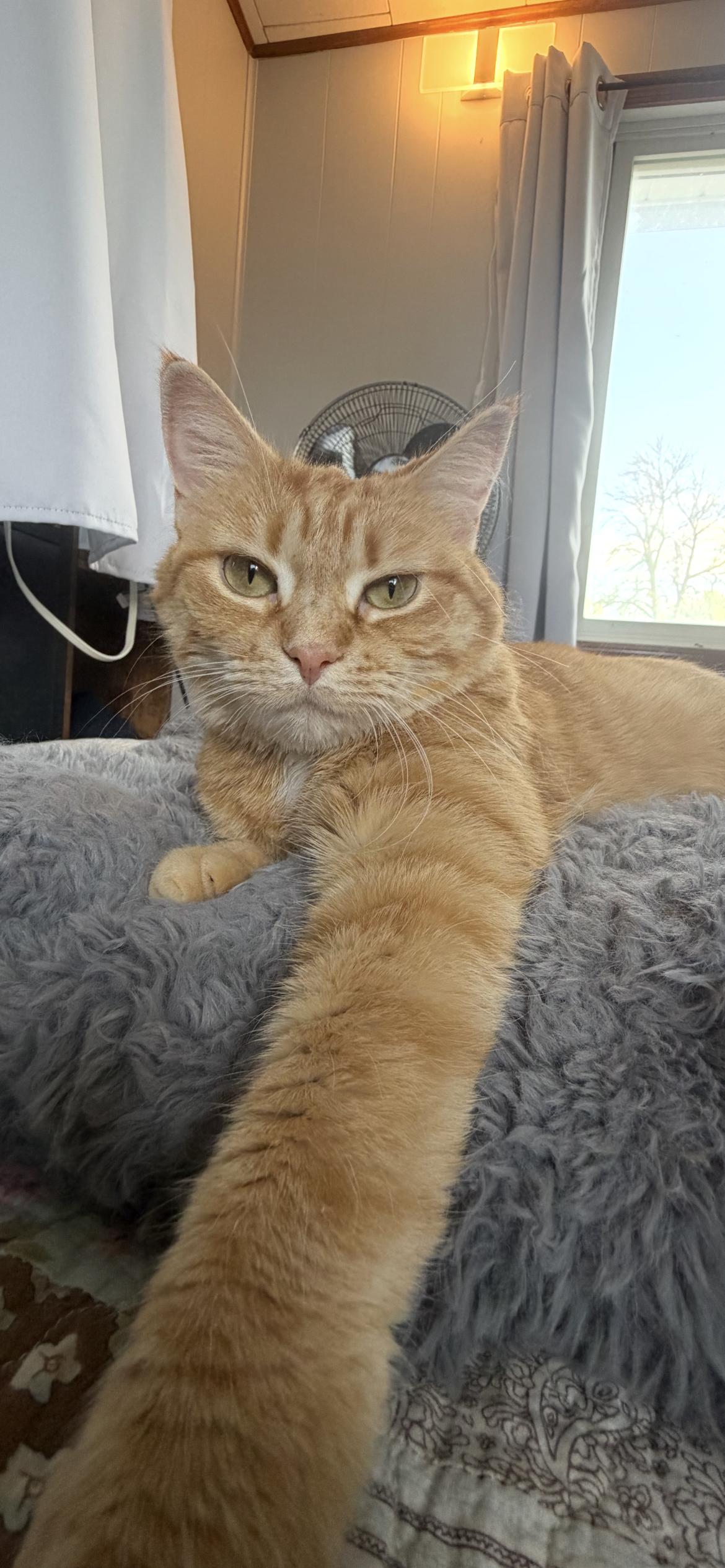 Enlarge Pumpkin, a Adoptable American Shorthair in Midland, MI image 3/6