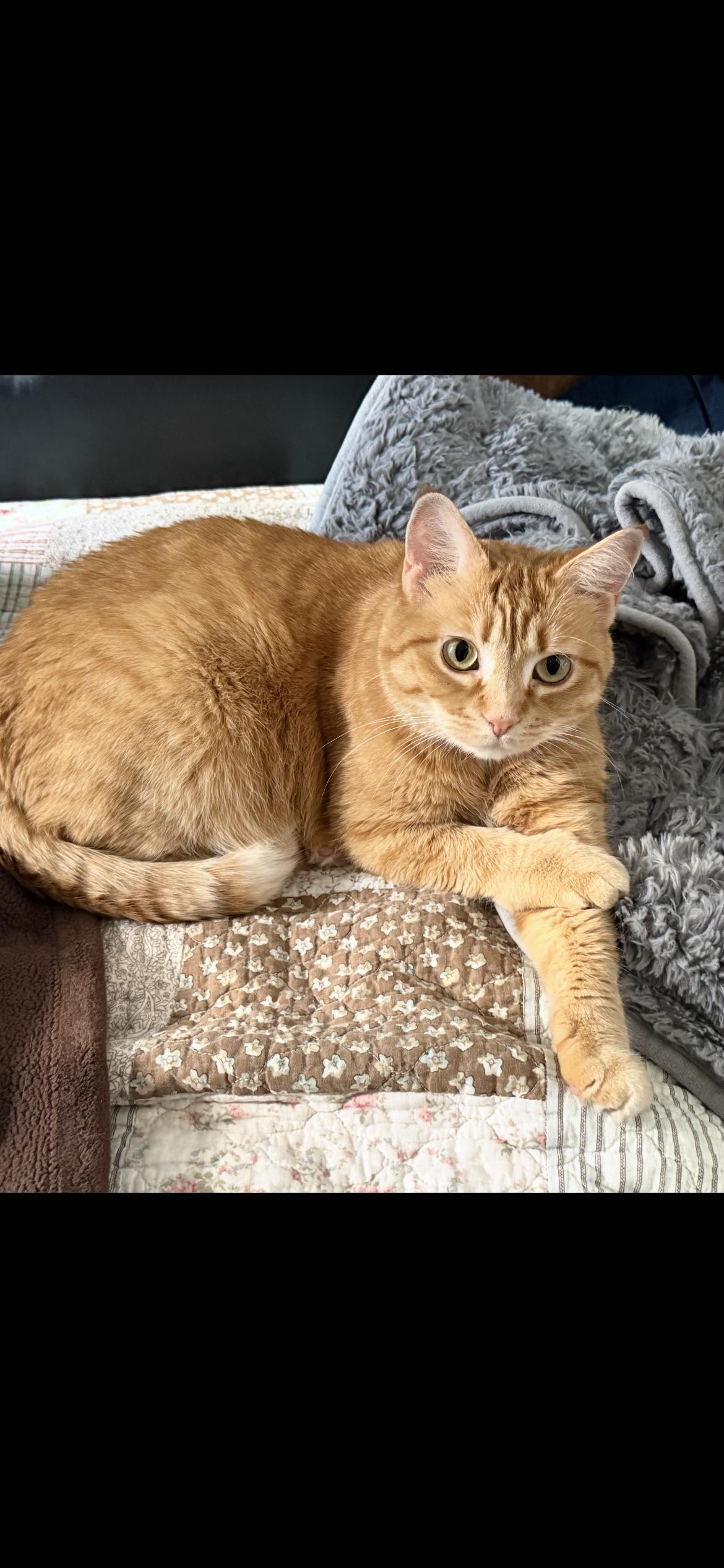 Enlarge Pumpkin, a Adoptable American Shorthair in Midland, MI image 2/6