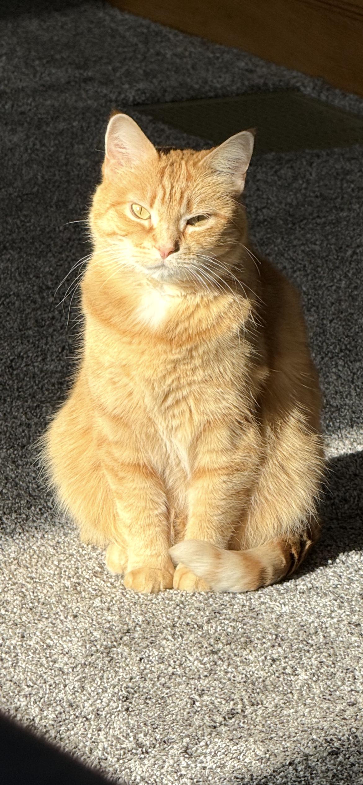 Enlarge Pumpkin, a Adoptable American Shorthair in Midland, MI image 5/6