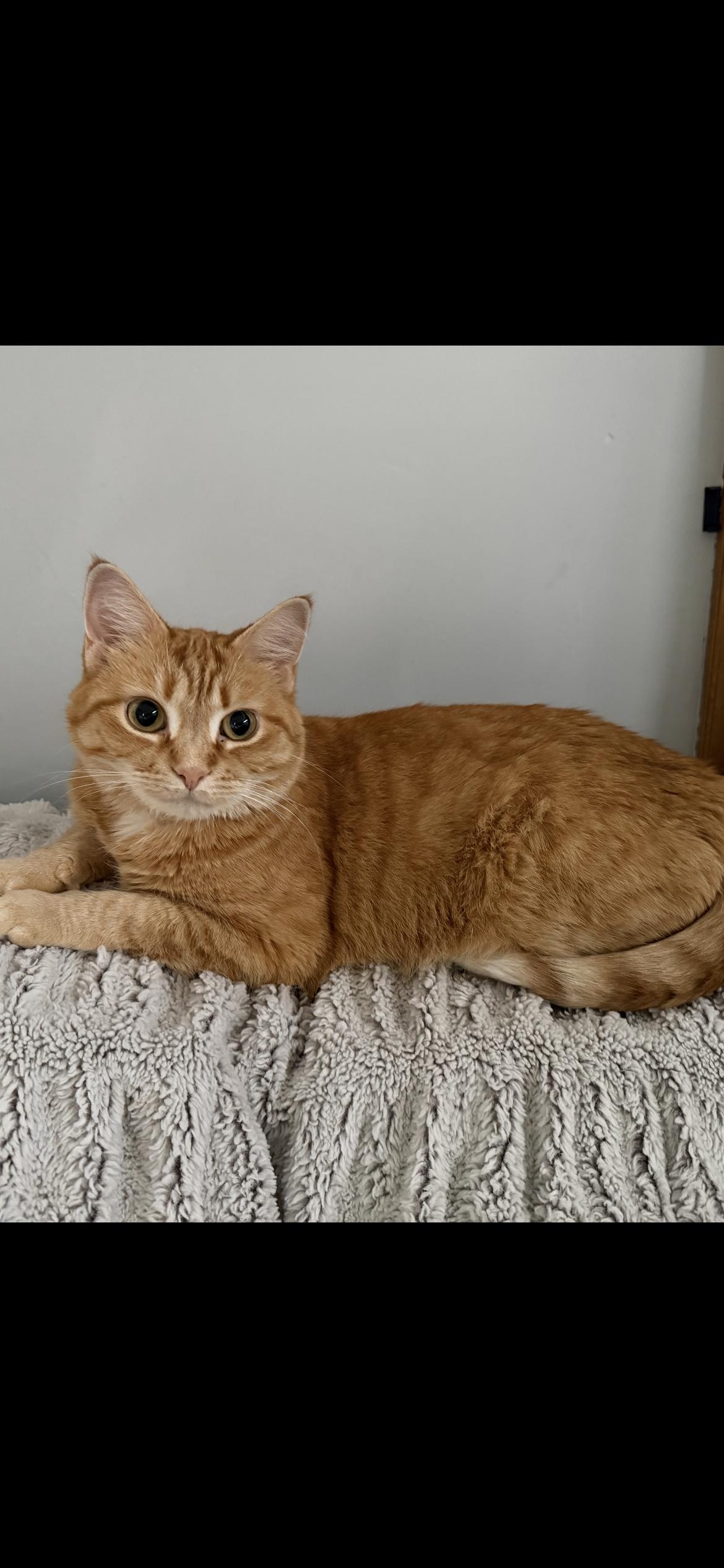 Pumpkin, Adoptable, Adult Female American Shorthair.