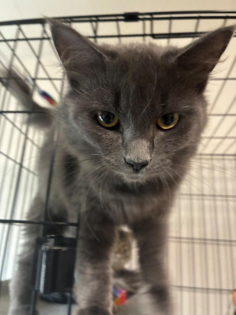 Skye, Adoptable, Kitten Female Domestic Long Hair.