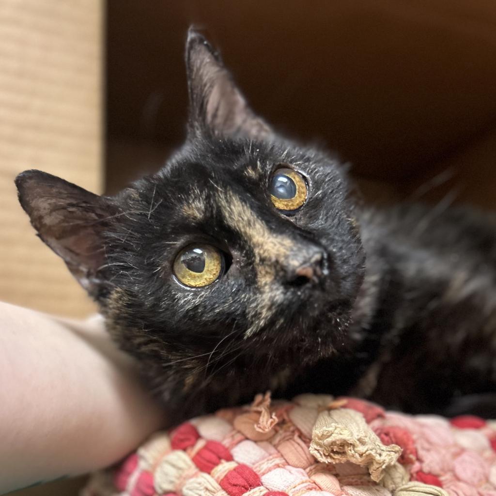 Symphony, Adoptable, Senior Female Domestic Short Hair.