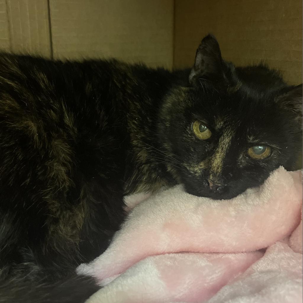 Enlarge Symphony, a Adoptable Domestic Short Hair in Lynchburg, VA image 2/2