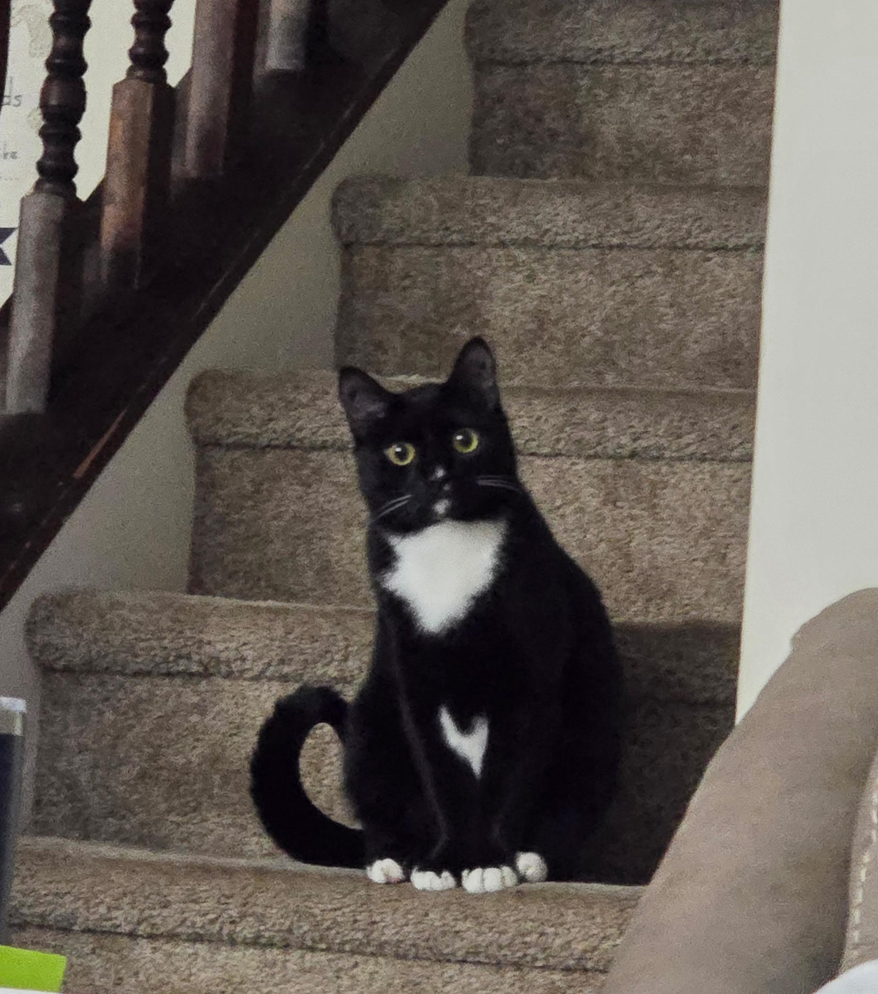 Enlarge Luigi & Mario, a ADOPTABLE Domestic Short Hair in Charlotte, NC image 5/5