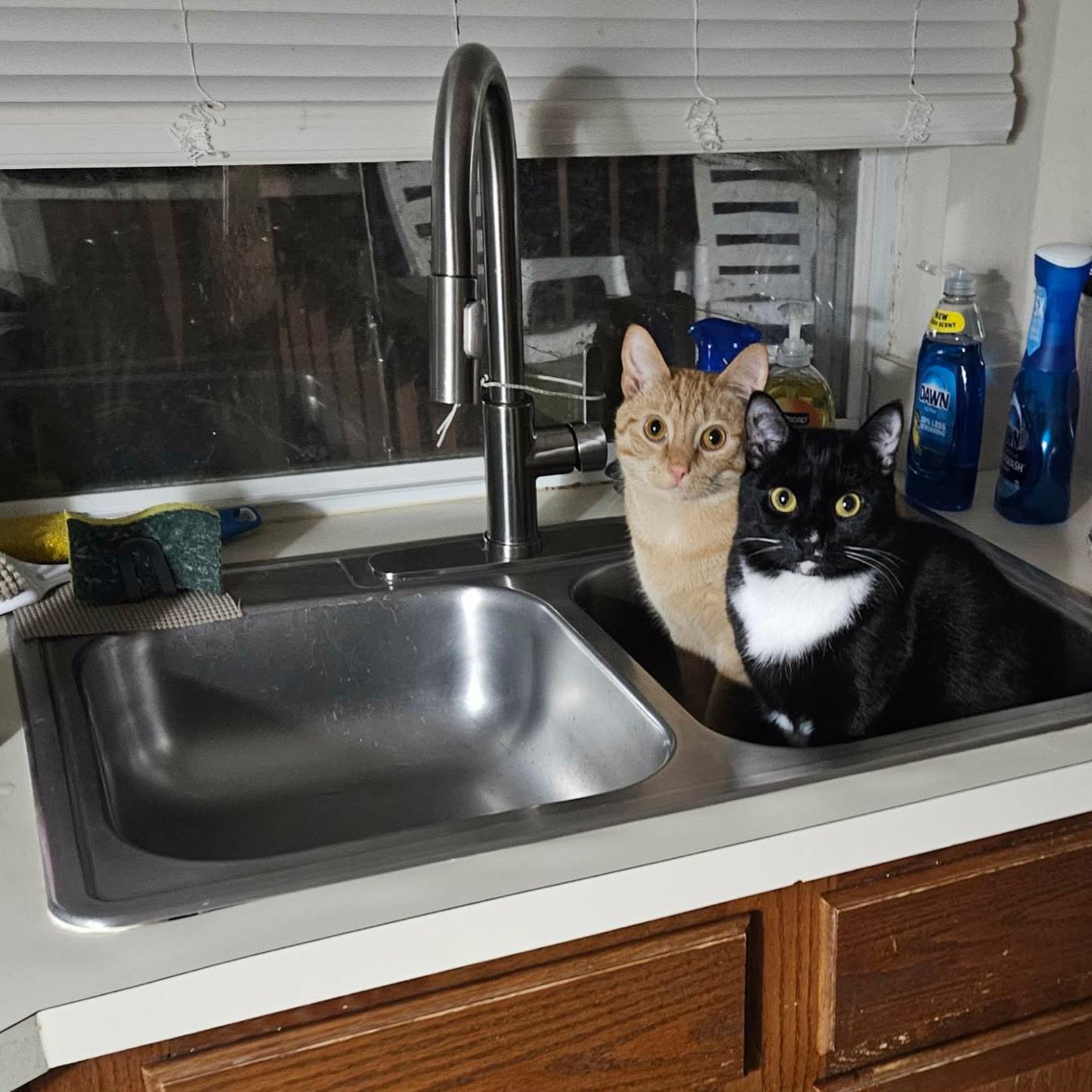 Enlarge Luigi & Mario, a ADOPTABLE Domestic Short Hair in Charlotte, NC image 2/5